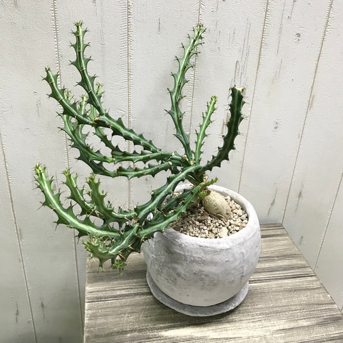 Euphorbia knuthii ユーフォルビア クンチー ユーホルビア 狗奴子
