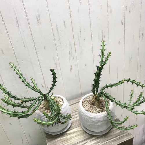 Euphorbia knuthii ユーフォルビア クンチー ユーホルビア 狗奴子