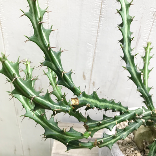 Euphorbia knuthii ユーフォルビア クンチー ユーホルビア 狗奴子