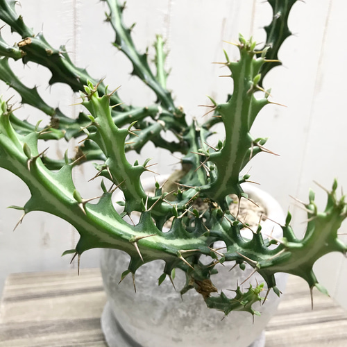Euphorbia knuthii ユーフォルビア クンチー ユーホルビア 狗奴子