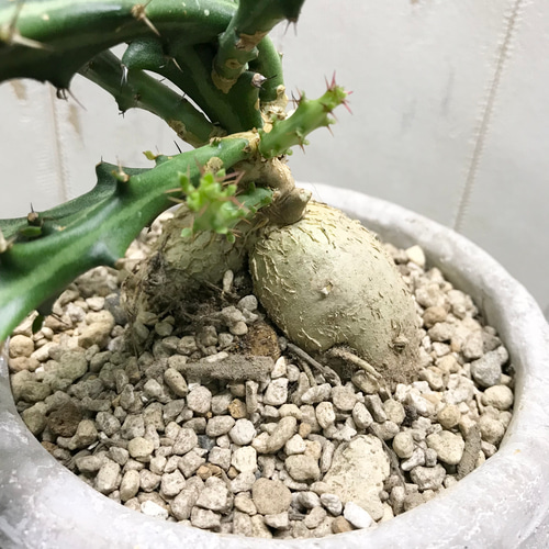 Euphorbia knuthii ユーフォルビア クンチー ユーホルビア 狗奴子