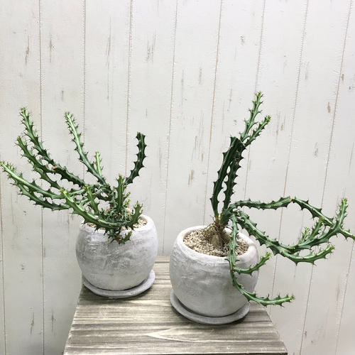 Euphorbia knuthii ユーフォルビア クンチー ユーホルビア 狗奴子
