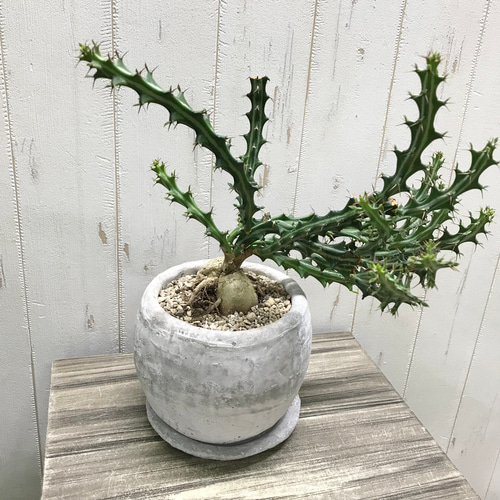 Euphorbia knuthii ユーフォルビア クンチー ユーホルビア 狗奴子
