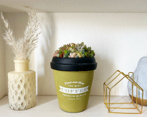多肉植物 寄せ植え そのまま飾れる(*ˊᵕˋ*♡コーヒースプーン 多肉植物 寄せ植え そのまま飾れる(*ˊᵕˋ*♡コーヒースプーン
