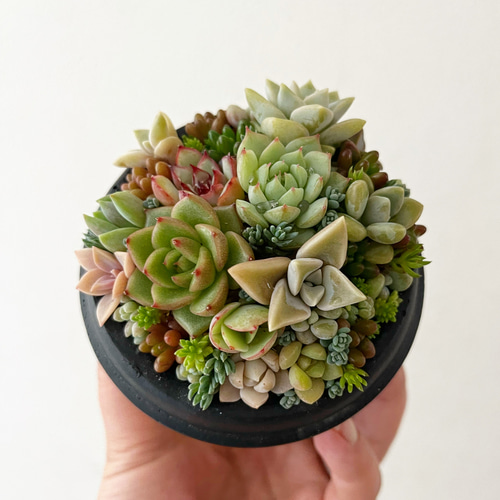 多肉植物 寄せ植え そのまま飾れる(*ˊᵕˋ*♡コーヒースプーン 多肉植物 寄せ植え そのまま飾れる(*ˊᵕˋ*♡コーヒースプーン