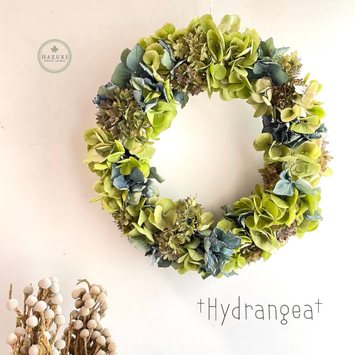 秋色アジサイ ブルーグリーンのドライフラワーリース 紫陽花 あじさい
