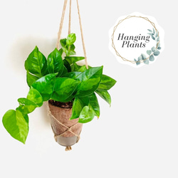 永遠の幸福　フィカスアルテシマ　ゴムの木　７号鉢　人気　祝　観葉植物　インテリア km200001_tmb.jpg