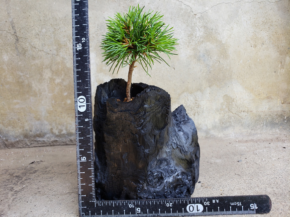 五葉松の盆栽｜炭の器に入った盆栽です 6枚目の画像
