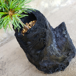 五葉松の盆栽｜炭の器に入った盆栽です 3枚目の画像