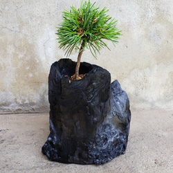 五葉松の盆栽｜炭の器に入った盆栽です 1枚目の画像