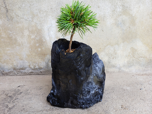 五葉松の盆栽｜炭の器に入った盆栽です 1枚目の画像