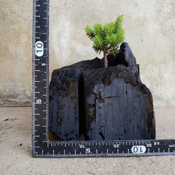 エゾマツの盆栽｜炭の器に入った盆栽です 5枚目の画像