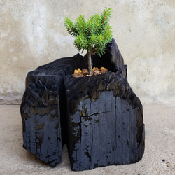 エゾマツの盆栽｜炭の器に入った盆栽です 1枚目の画像