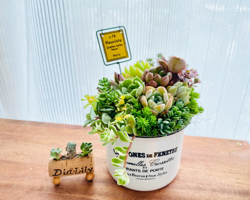 多肉植物寄せ植え　そのまま飾れる　2つセット☆* そのまま飾れる多肉植物寄せ植えセット 管理書付