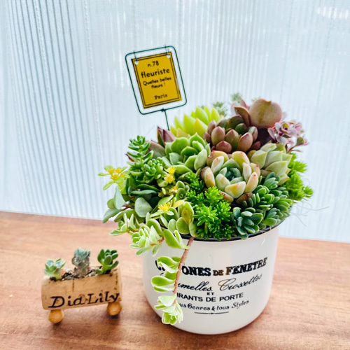 Amazon.co.jp: そのまま飾れる多肉植物寄せ植え 鍋鉢 管理書付