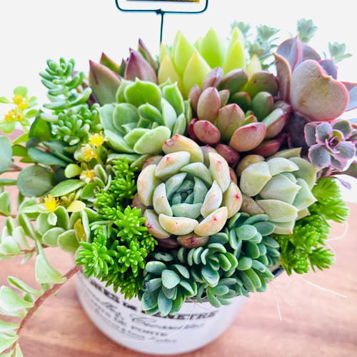 そのまま飾れる】多肉植物 寄せ植え ..* 33 *.. 多肉植物 Dia そのまま飾れる】多肉植物 寄せ植え ..* 33 *.. 多肉植物 Dia