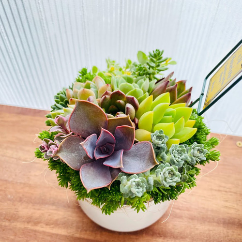 そのまま飾れる】多肉植物 寄せ植え ..* 33 *.. 多肉植物 Dia そのまま飾れる】多肉植物 寄せ植え ..* 33 *.. 多肉植物 Dia