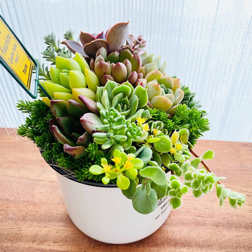 そのまま飾れる】多肉植物 寄せ植え ..* 33 *.. 多肉植物 Dia そのまま飾れる】多肉植物 寄せ植え ..* 33 *.. 多肉植物 Dia