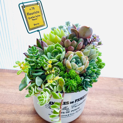 ♥多肉植物♥そのまま飾れる寄せ植え♥3点セット♥ 多肉植物 寄せ植えそのまま飾れる 白ポット取って付き おしゃれ