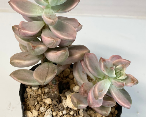 ピーチ姫② ブロンズ姫錦 カット苗 おまけ付き♡ ピーチ姫② ブロンズ姫