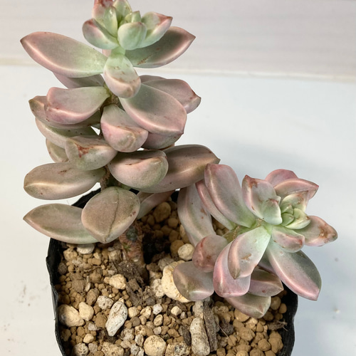 SOLD ピーチ姫 ブロンズ姫錦 厳選韓国苗 名前付き 多肉植物 〜Green