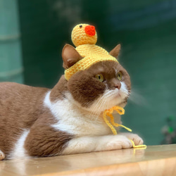 猫の帽子ですコットン糸で編みました。 3枚目の画像