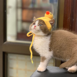 猫の帽子ですコットン糸で編みました。 6枚目の画像