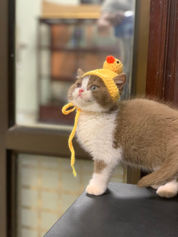 猫の帽子ですコットン糸で編みました。 6枚目の画像