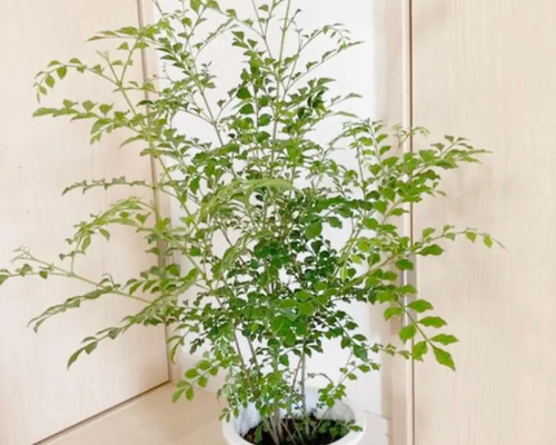 5鉢　シマトネリコ　鉢植え　3号株立ち シマトネリコ 鉢植え 3号株立ち その他インテリア雑貨 kobatori