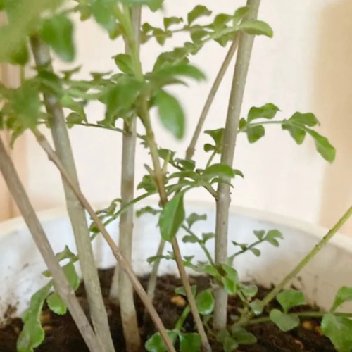 5鉢　シマトネリコ　鉢植え　3号株立ち シマトネリコ 鉢植え 3号株立ち｜Yahoo!フリマ（旧PayPayフリマ）