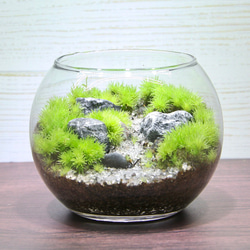 苔むすびの販売中作品一覧 | ハンドメイド通販・販売のCreema