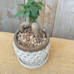 ガジュマル　陶器鉢植え込み 2枚目の画像