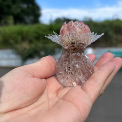 多肉の水耕栽培器 8枚目の画像