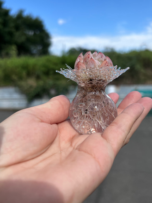 多肉の水耕栽培器 8枚目の画像