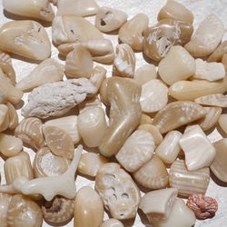 天然石ブラウンホワイトコーラル 約20g分詰合せ 約6～12mm 穴なしさざれ石サンゴ白珊瑚[sa-220708-01] 11枚目の画像