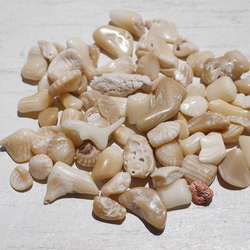 天然石ブラウンホワイトコーラル 約20g分詰合せ 約6～12mm 穴なしさざれ石サンゴ白珊瑚[sa-220708-01] 17枚目の画像