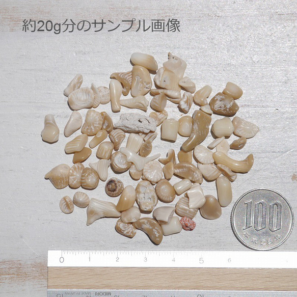 天然石ブラウンホワイトコーラル 約20g分詰合せ 約6～12mm 穴なしさざれ石サンゴ白珊瑚[sa-220708-01] 6枚目の画像