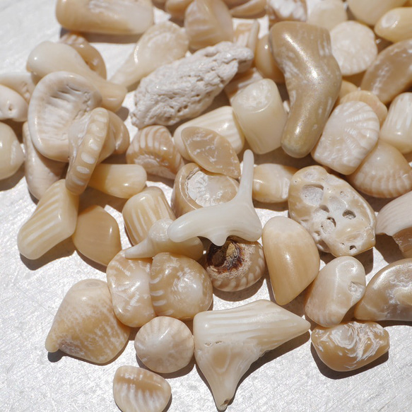 天然石ブラウンホワイトコーラル 約20g分詰合せ 約6～12mm 穴なしさざれ石サンゴ白珊瑚[sa-220708-01] 14枚目の画像