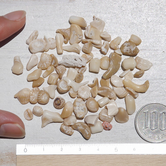 天然石ブラウンホワイトコーラル 約20g分詰合せ 約6～12mm 穴なしさざれ石サンゴ白珊瑚[sa-220708-01] 7枚目の画像