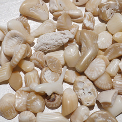 天然石ブラウンホワイトコーラル 約20g分詰合せ 約6～12mm 穴なしさざれ石サンゴ白珊瑚[sa-220708-01] 12枚目の画像