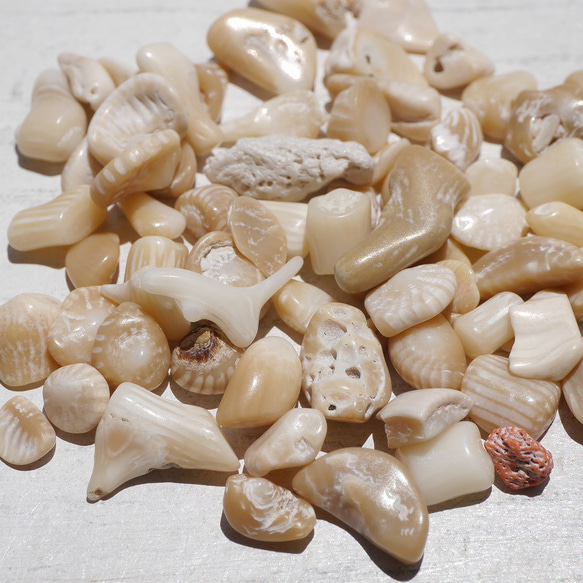 天然石ブラウンホワイトコーラル 約20g分詰合せ 約6～12mm 穴なしさざれ石サンゴ白珊瑚[sa-220708-01] 18枚目の画像