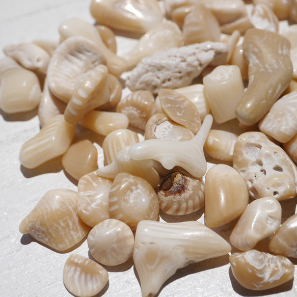 天然石ブラウンホワイトコーラル 約20g分詰合せ 約6～12mm 穴なしさざれ石サンゴ白珊瑚[sa-220708-01] 15枚目の画像