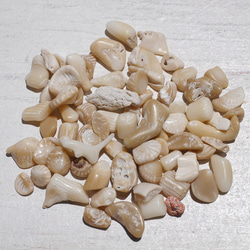 天然石ブラウンホワイトコーラル 約20g分詰合せ 約6～12mm 穴なしさざれ石サンゴ白珊瑚[sa-220708-01] 5枚目の画像