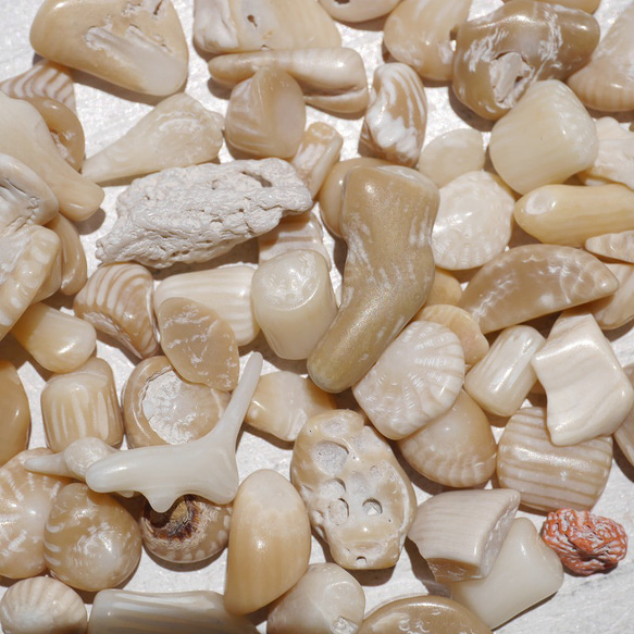 天然石ブラウンホワイトコーラル 約20g分詰合せ 約6～12mm 穴なしさざれ石サンゴ白珊瑚[sa-220708-01] 10枚目の画像