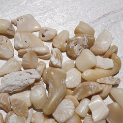 天然石ブラウンホワイトコーラル 約20g分詰合せ 約6～12mm 穴なしさざれ石サンゴ白珊瑚[sa-220708-01] 13枚目の画像