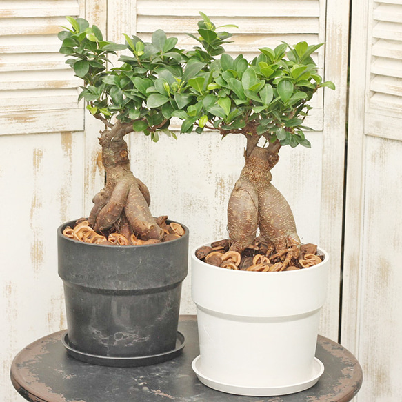 観葉植物　パンダガジュマル　８号ポット　多幸の木 観葉植物 パンダガジュマル 8号ポット 多幸の木 6号 パンダガジュマル