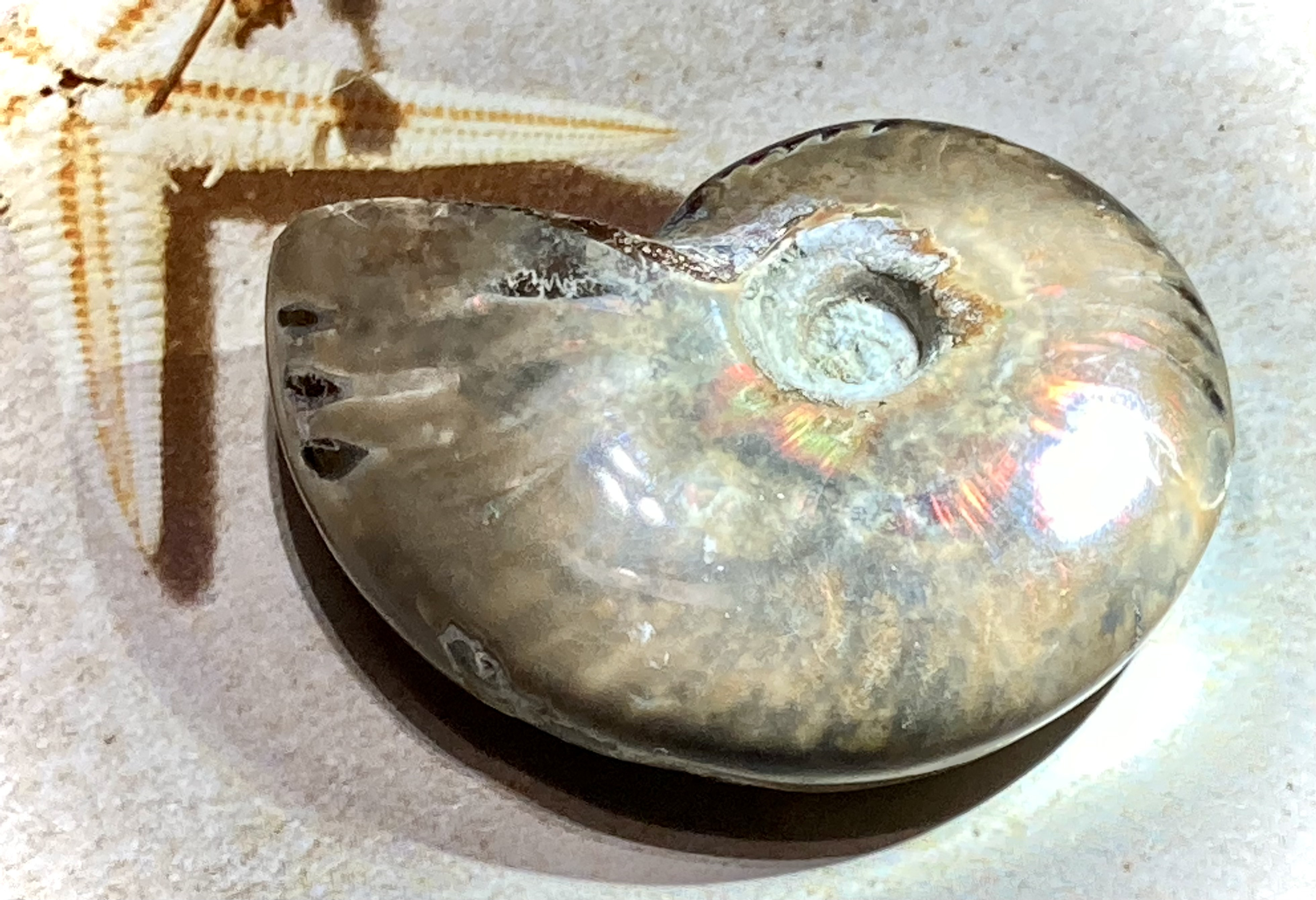 虹入り【希少】オパール アンモナイト 化石 大 天然石 東洋占星術師の