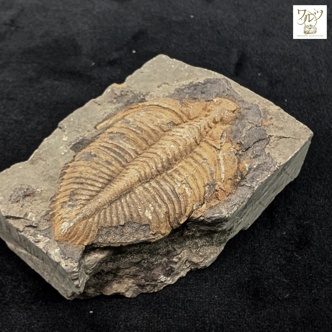 半額セール】三葉虫の化石【マダガスカル産】 天然石 ワルツ 通販