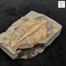 三葉虫の化石 特別展図録 三葉虫!～化石の王者と進化の不思議～ の展示中