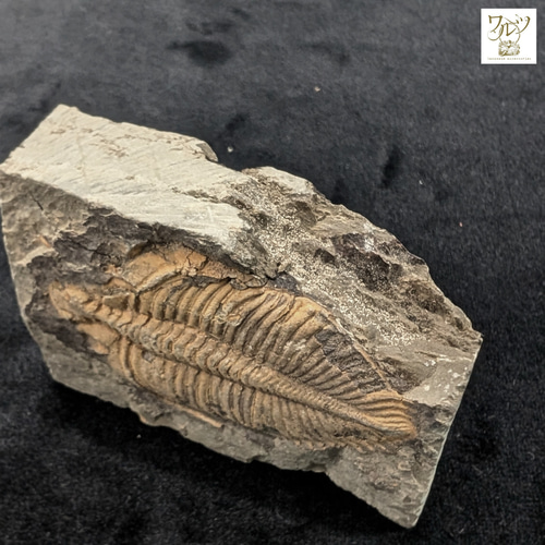 半額セール】三葉虫の化石【マダガスカル産】 天然石 ワルツ 通販